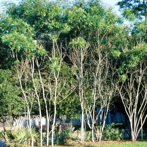 thumbnail for publication: Rhus copallina: Shining Sumac